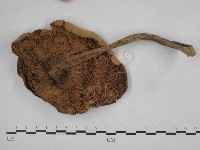 登錄號:F0003403藏品圖，第1張