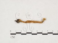 登錄號:F0003404藏品圖，第1張