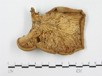 登錄號:F0003405藏品圖，第1張