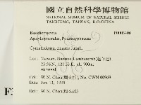 優雅波邊革菌藏品圖，第2張