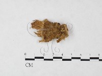 優雅波邊革菌藏品圖，第1張