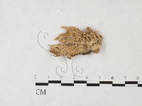 優雅波邊革菌藏品圖，第3張