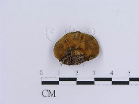 登錄號:F0003409藏品圖，第3張