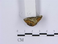 登錄號:F0003409藏品圖，第4張