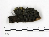 登錄號:F0003410藏品圖，第1張