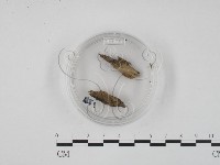 登錄號:F0003417藏品圖，第1張