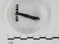 登錄號:F0003418藏品圖，第3張