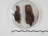 登錄號:F0003420藏品圖，第1張