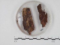 登錄號:F0003420藏品圖，第3張