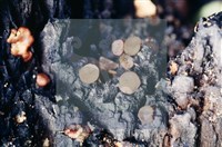 登錄號:F0003423藏品圖，第3張