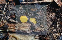 登錄號:F0003425藏品圖，第4張