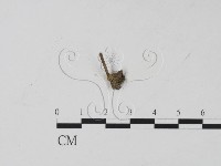 登錄號:F0003427藏品圖，第1張