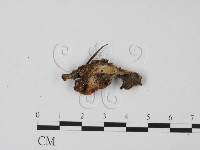 登錄號:F0003428藏品圖，第1張