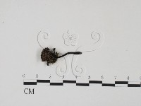 登錄號:F0003430藏品圖，第1張