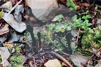 登錄號:F0003430藏品圖，第4張