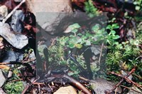 登錄號:F0003430藏品圖，第5張