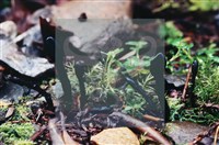 登錄號:F0003430藏品圖，第6張
