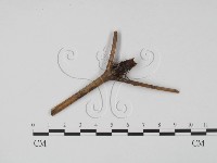 登錄號:F0003431藏品圖，第1張
