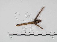 登錄號:F0003431藏品圖，第3張