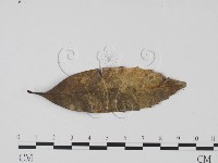 登錄號:F0003432藏品圖，第1張