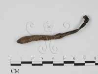 炭角菌屬藏品圖，第3張