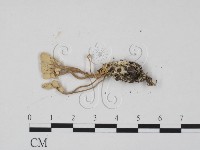 登錄號:F0003435藏品圖，第3張