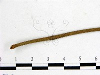 登錄號:F0003436藏品圖，第3張