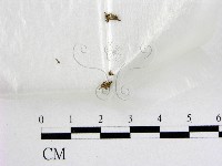 登錄號:F0003437藏品圖，第1張