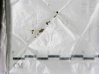 登錄號:F0003438藏品圖，第1張