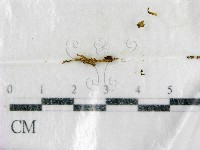 登錄號:F0003439藏品圖，第1張