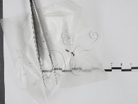 登錄號:F0003443藏品圖，第1張