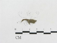 登錄號:F0003445藏品圖，第1張