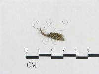 登錄號:F0003445藏品圖，第3張