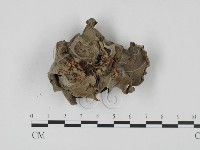 登錄號:F0003447藏品圖，第1張