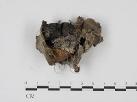 登錄號:F0003447藏品圖，第3張