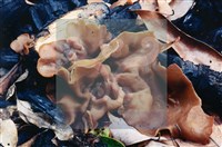 登錄號:F0003447藏品圖，第4張