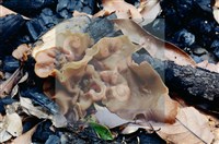 登錄號:F0003447藏品圖，第5張