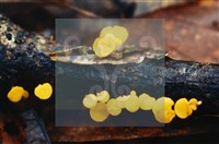 登錄號:F0003449藏品圖，第4張