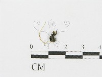 登錄號:F0003450藏品圖，第1張