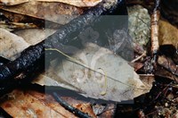 登錄號:F0003450藏品圖，第3張