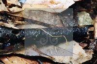 登錄號:F0003450藏品圖，第4張