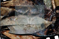 登錄號:F0003450藏品圖，第5張