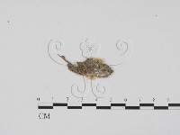 登錄號:F0003451藏品圖，第1張