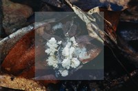 登錄號:F0003451藏品圖，第4張