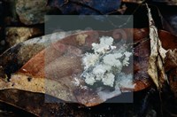 登錄號:F0003451藏品圖，第5張