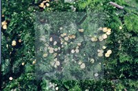 登錄號:F0003452藏品圖，第3張