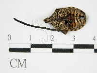 登錄號:F0003453藏品圖，第1張