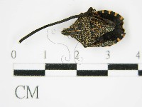 登錄號:F0003453藏品圖，第3張