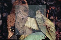 登錄號:F0003453藏品圖，第4張