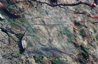 登錄號:F0003453藏品圖，第5張